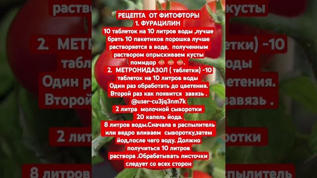 Аптечный препарат ФУРАЦИЛИН безопасен для здоровья и хорошо защищает томаты от фитофторы. Аптечный препарат ФУРАЦИЛИН безопасен для здоровья и хорошо защищает томаты от фитофторы.