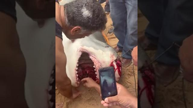 Поймали 6м акулу, которая съела человека в Хургаде Поймали 6м акулу, которая съела человека в Хургаде