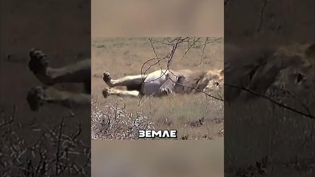 ЗМЕЯ УКУСИЛА ЛЬВА ️ #животные #звери #змея #лев #укус ЗМЕЯ УКУСИЛА ЛЬВА ️ #животные #звери #змея #лев #укус