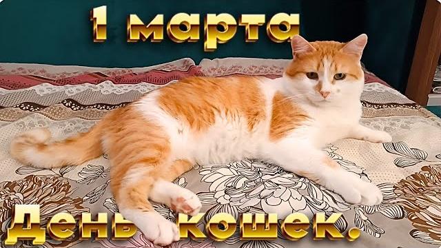 1 Марта День Кошек. 1 Марта День Кошек.