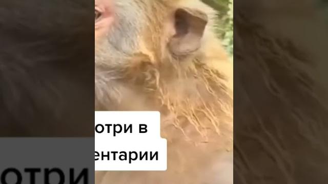 Топовые гиф с манкей в комментариях Топовые гиф с манкей в комментариях