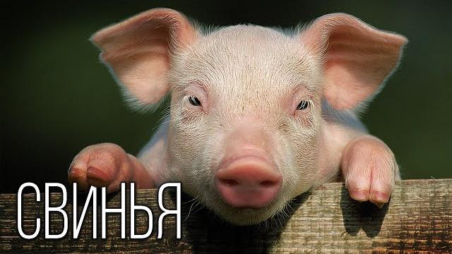 Свинья: Она вам не кабан | Интересные факты про свиней Свинья: Она вам не кабан | Интересные факты про свиней