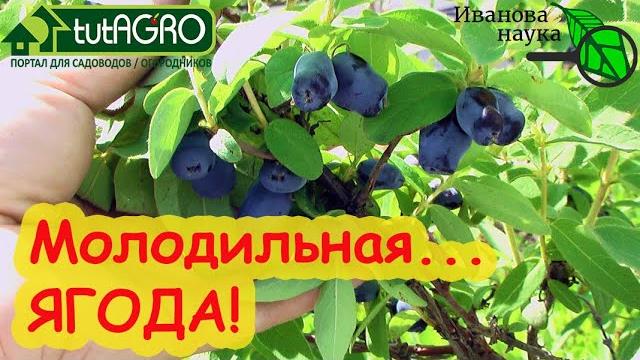 УРОЖАЙ ЯГОД УЖЕ В МАЕ! Главная ягода для диабетиков и кто не хочет быстро стареть. Кормим жимолость! УРОЖАЙ ЯГОД УЖЕ В МАЕ! Главная ягода для диабетиков и кто не хочет быстро стареть. Кормим жимолость!