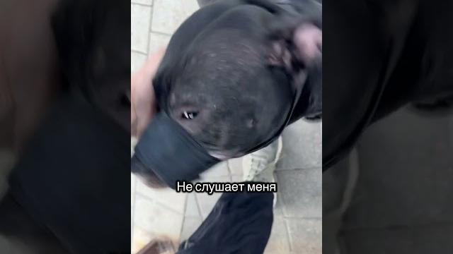 Сколько можно получить хейта благодаря одному видео?) Правильно, бесконечно! #собака #питбуль Сколько можно получить хейта благодаря одному видео?) Правильно, бесконечно! #собака #питбуль