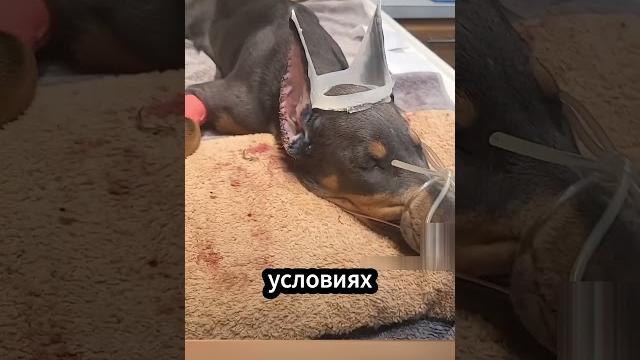 Почему у доберманов купируют уши и хвосты? ️ #факты Почему у доберманов купируют уши и хвосты? ️ #факты