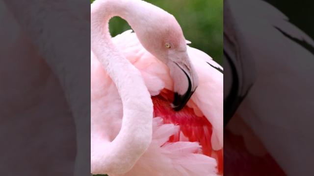 Pretty in PINK #flamingo #shorts #birds #barbie Pretty in PINK #flamingo #shorts #birds #barbie