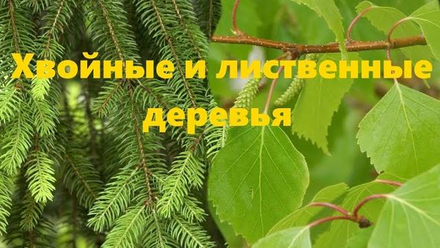 Лиственные и хвойные деревья. Детям о деревьях Лиственные и хвойные деревья. Детям о деревьях