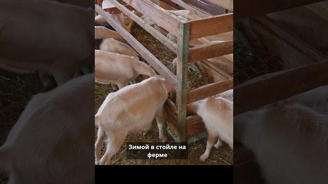 150 коз. 70 дойных. Козья ферма в Казахстане #козы #козоводство #казакстан #козьемолоко #shorts 150 коз. 70 дойных. Козья ферма в Казахстане #козы #козоводство #казакстан #козьемолоко #shorts