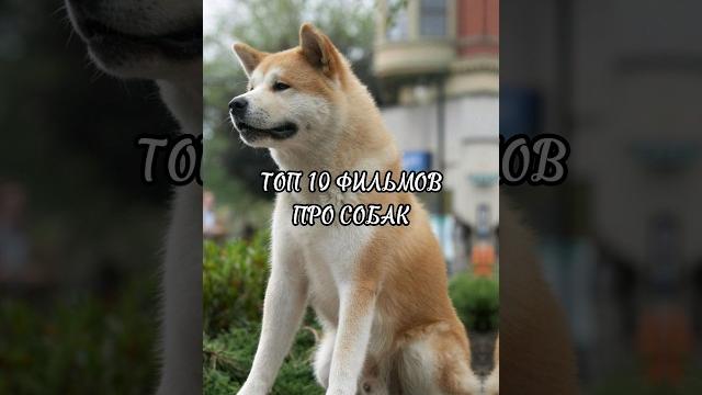 Топ 10 фильмов про собака #shorts #фильмыпрособак Топ 10 фильмов про собака #shorts #фильмыпрособак