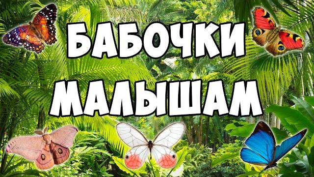 Виды бабочек - развивающие мультик для детей | Карточки Домана про животных | Это интересно Виды бабочек - развивающие мультик для детей | Карточки Домана про животных | Это интересно