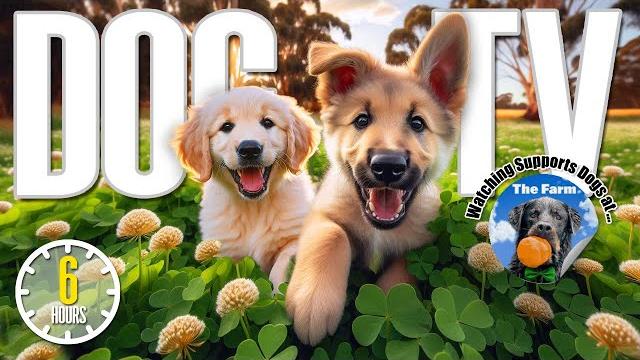 Dog TV for Dogs to Watch Entertainment for Dogs Relaxing Dog Music & Anti Anxiety Dog Home Alone Dog TV for Dogs to Watch Entertainment for Dogs Relaxing Dog Music & Anti Anxiety Dog Home Alone