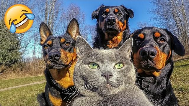 Самые смешные видео с кошками и собаками века Самые смешные видео с кошками и собаками века