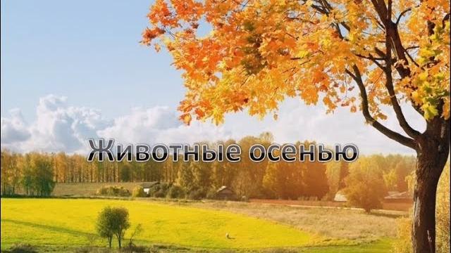 Животные осенью. Животные осенью.