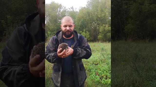 Чем опасен обычный ёжик Чем опасен обычный ёжик