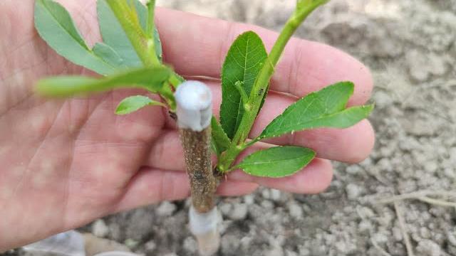 Прививка Персика весной // Grafting peach in spring Прививка Персика весной // Grafting peach in spring