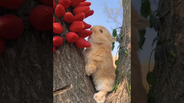 #Кролик и #клубника #кушает #еда #крольчата#Funny #Cute#rabbit #babyrabbit #зайка#заяц #animals #Кролик и #клубника #кушает #еда #крольчата#Funny #Cute#rabbit #babyrabbit #зайка#заяц #animals
