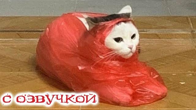 Приколы с котами! С ОЗВУЧКОЙ! Самые смешные животные - СМЕШНЫЕ КОШКИ И СОБАКИ 2023! Я РЖАЛ ДО СЛЕЗ! Приколы с котами! С ОЗВУЧКОЙ! Самые смешные животные - СМЕШНЫЕ КОШКИ И СОБАКИ 2023! Я РЖАЛ ДО СЛЕЗ!