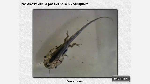 Размножение и развитие земноводных Размножение и развитие земноводных
