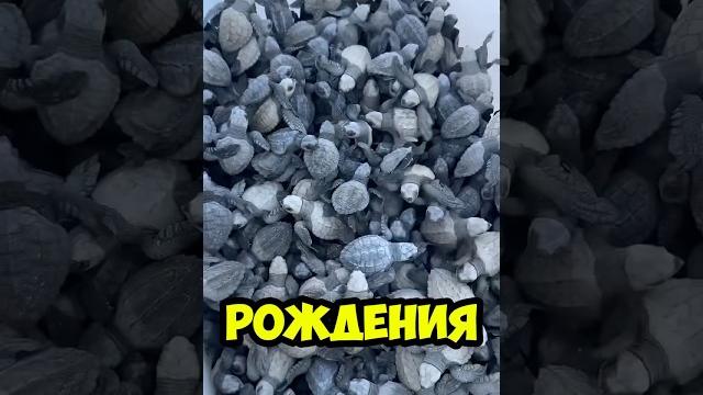 1000 маленьких морских черепашек #video #видео #приколы #добро #животные #черепаха #черепахи 1000 маленьких морских черепашек #video #видео #приколы #добро #животные #черепаха #черепахи