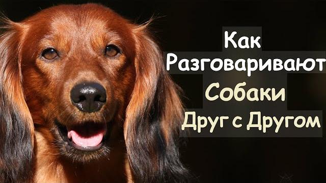 Как разговаривают собаки друг с другом Как разговаривают собаки друг с другом