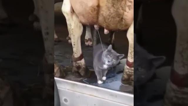 КОТ ПЬЁТ МОЛОКО У КОРОВЫ КОТ ПЬЁТ МОЛОКО У КОРОВЫ