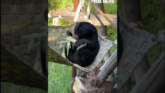 WATCH: Bear goes to town on corn #shorts WATCH: Bear goes to town on corn #shorts