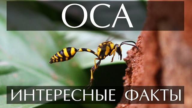 Оса - интересные факты Оса - интересные факты