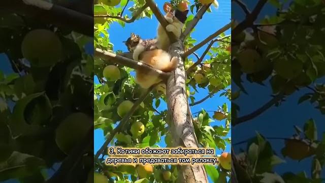 5 забавных сходств диких кошек с домашними питомцами #смешно #юмор #кошки #cat #animals #кот 5 забавных сходств диких кошек с домашними питомцами #смешно #юмор #кошки #cat #animals #кот