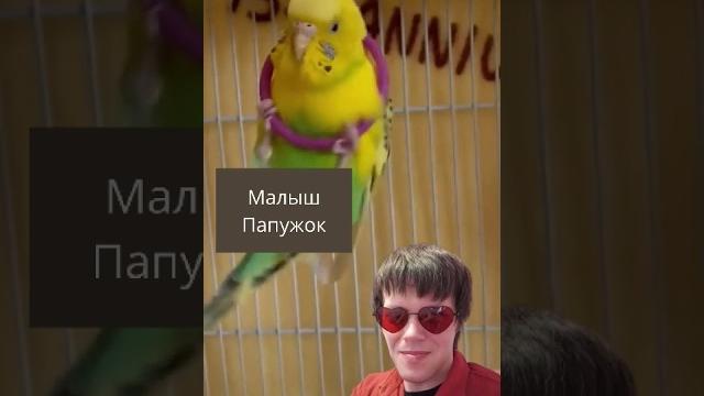Единственный в мире малыш Папужок #пародия на «Котопёс» #прикол #попугай #юмор #птицы #питомцы Единственный в мире малыш Папужок #пародия на «Котопёс» #прикол #попугай #юмор #птицы #питомцы