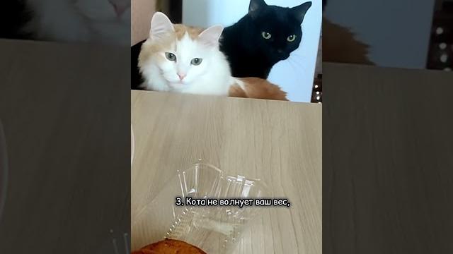 Отлично выглядят и треплют обои, а не нервы #смешно #юмор #кошки #cat #animals #кот #смешныекошки Отлично выглядят и треплют обои, а не нервы #смешно #юмор #кошки #cat #animals #кот #смешныекошки
