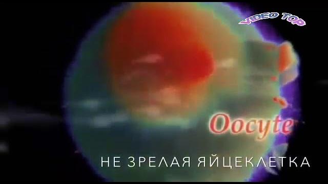 от зачатия до рождения от зачатия до рождения