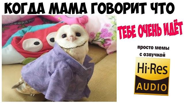 Мемы 2021 и ПРИКОЛЫ с Котами и Собаками ! Смешные мемы Картинки с озвучкой ! Большая подборка Мемов Мемы 2021 и ПРИКОЛЫ с Котами и Собаками ! Смешные мемы Картинки с озвучкой ! Большая подборка Мемов