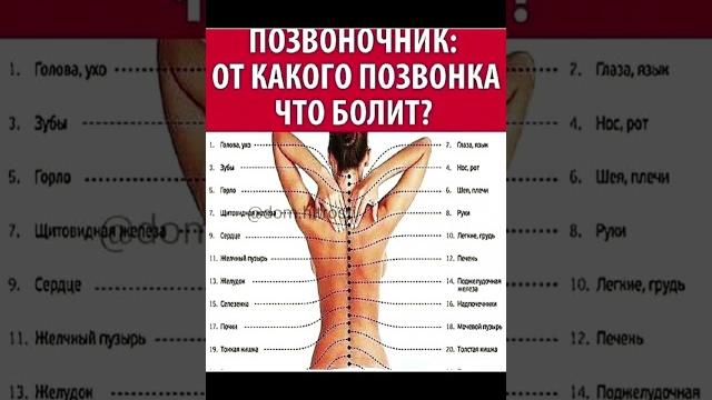 Позвоночник от какого позвонка что болит #здоровье #польза #позвоночник #больвспине #боль #спина Позвоночник от какого позвонка что болит #здоровье #польза #позвоночник #больвспине #боль #спина