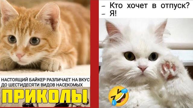 Мурлыка на миллион! Не пропустите смехо-шоу , смотрите смешные картинки мемы котики приколы Мурлыка на миллион! Не пропустите смехо-шоу , смотрите смешные картинки мемы котики приколы