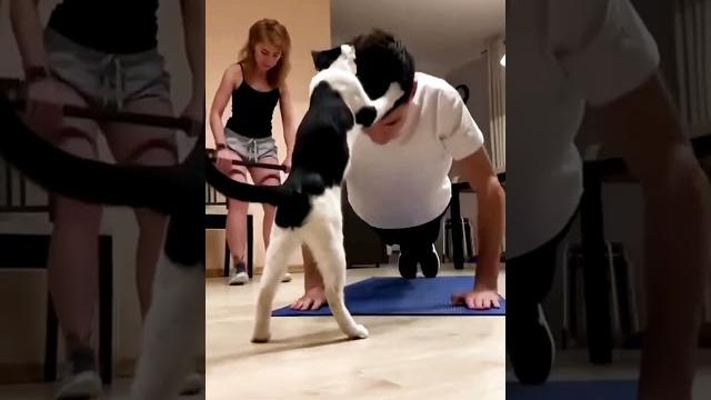 Все кошки - тренера немножко! Тянемся ребятки! #смешно #юмор #кошки #cat #animals #кот #смешныекошки Все кошки - тренера немножко! Тянемся ребятки! #смешно #юмор #кошки #cat #animals #кот #смешныекошки