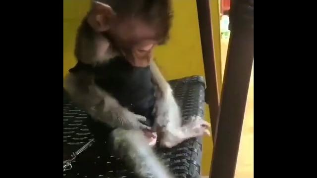 Макака #обезьяна #смешная Макака #обезьяна #смешная