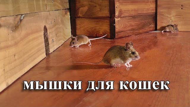 мышки для кошек охотиться на мышей мышки для кошек охотиться на мышей