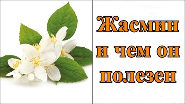 Жасмин - чем он полезен? И кому он противопоказан Жасмин - чем он полезен? И кому он противопоказан