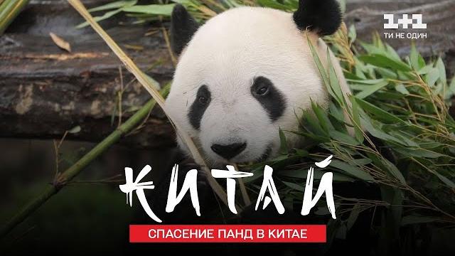 Панда – главное сокровище Китая. Жизнь горного посёлка. Мир наизнанку 11 сезон 22 серия Панда – главное сокровище Китая. Жизнь горного посёлка. Мир наизнанку 11 сезон 22 серия