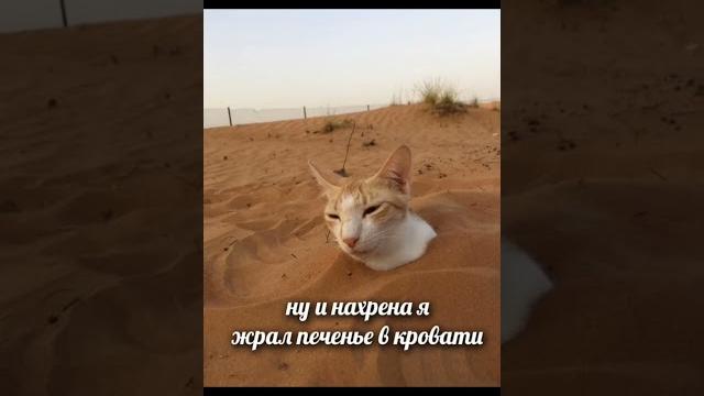 #shorts Котэ. Юмор в картинках. Юмор с животными #shorts Котэ. Юмор в картинках. Юмор с животными
