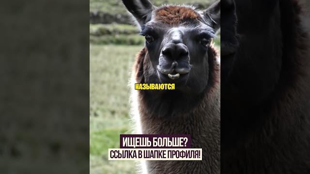 Ламы беременность Ламы беременность