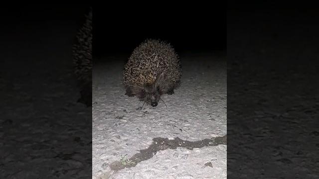 Весёлый Ёжик Весёлый Ёжик