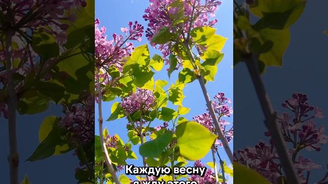 Сирень в цвету — весна, которую хочется запомнить #photography #naturevideo #путешествия Сирень в цвету — весна, которую хочется запомнить #photography #naturevideo #путешествия