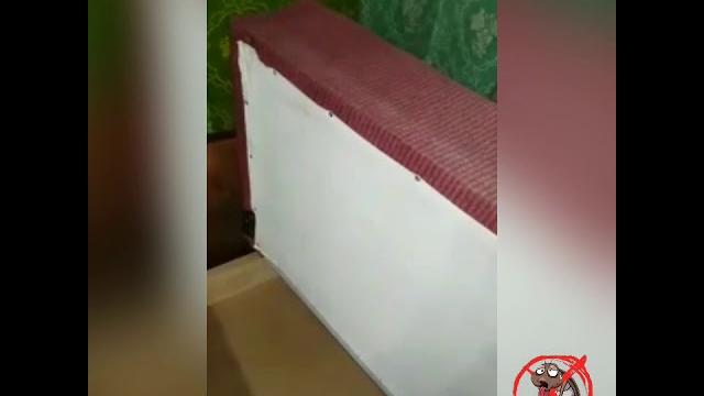 откуда появляются клопы в квартире откуда появляются клопы в квартире