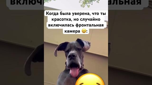 Нравитесь себе?#собака #собаки #собачка #собачки #dog #dogs #смешно #смешное #прикол #приколы #пес Нравитесь себе?#собака #собаки #собачка #собачки #dog #dogs #смешно #смешное #прикол #приколы #пес