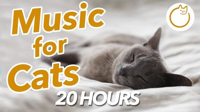 20 ЧАСОВ расслабляющей музыки для кошек - СДЕЛАНО ЭКСПЕРТОМ 20 ЧАСОВ расслабляющей музыки для кошек - СДЕЛАНО ЭКСПЕРТОМ