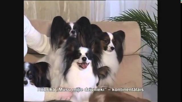 Смешные животные Умные собаки видео Смешные животные Умные собаки видео