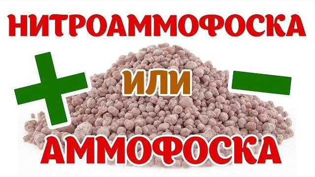 Комплексные удобрения: Нитроаммофоска и Аммофос. Плюсы и минусы Комплексные удобрения: Нитроаммофоска и Аммофос. Плюсы и минусы