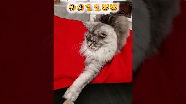 Мудрые мысли кота. Мейнкун, забавные животные, приколы, цитаты, котята. не отказываю, Стетхем. Мудрые мысли кота. Мейнкун, забавные животные, приколы, цитаты, котята. не отказываю, Стетхем.