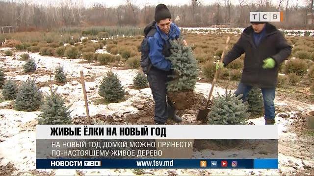 Живые ёлки на Новый год Живые ёлки на Новый год